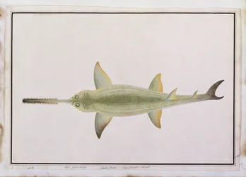 Zwaardneushaai, Eeu parrang, Squalus poristis, uit Tekeningen van Vissen uit Malakka, c.1805-18